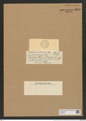 Coscinodiscus minuens Rattr. (de-Toni-Nr.: Genus 202, Species 4877) Zeichnungen Sammlung Grunow Nr. 8626 (NHMW-BOT-W0378019)